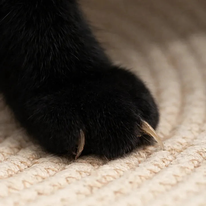 Close-up of a cat’s claws