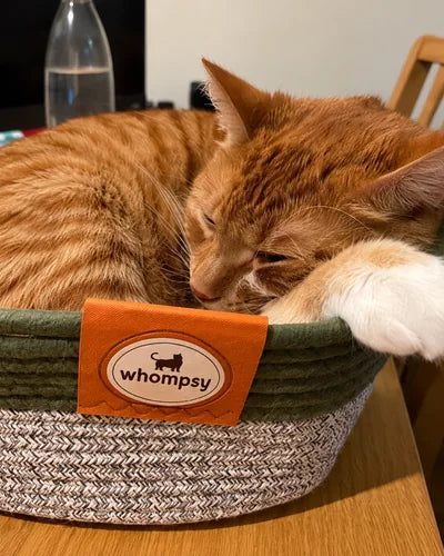 Orange cat sleeping in the Whompsy basket